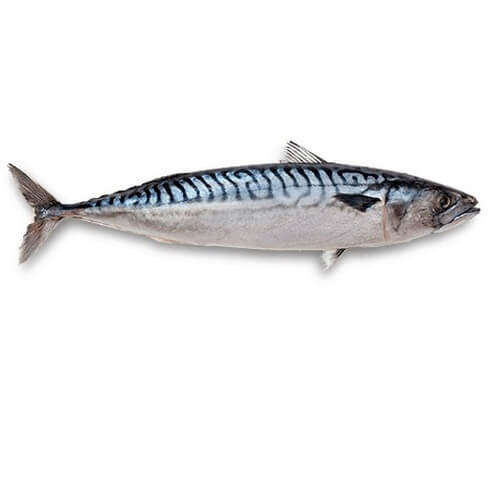 atlantic-mackerel.jpg
