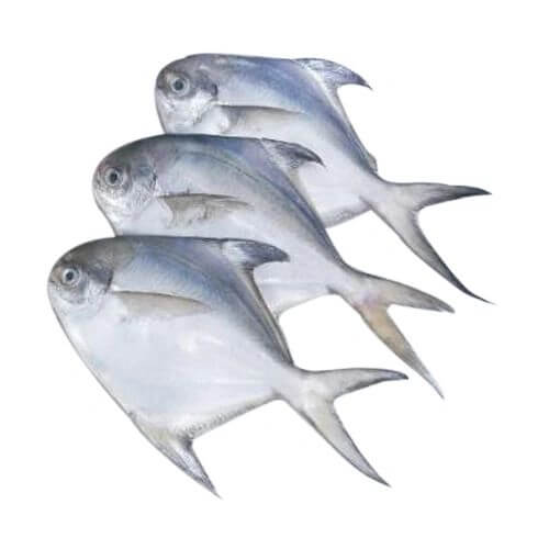 Pomfret Fish