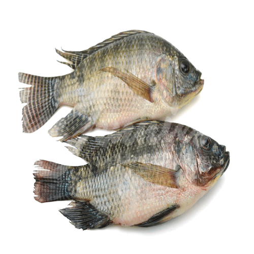 Tilapia